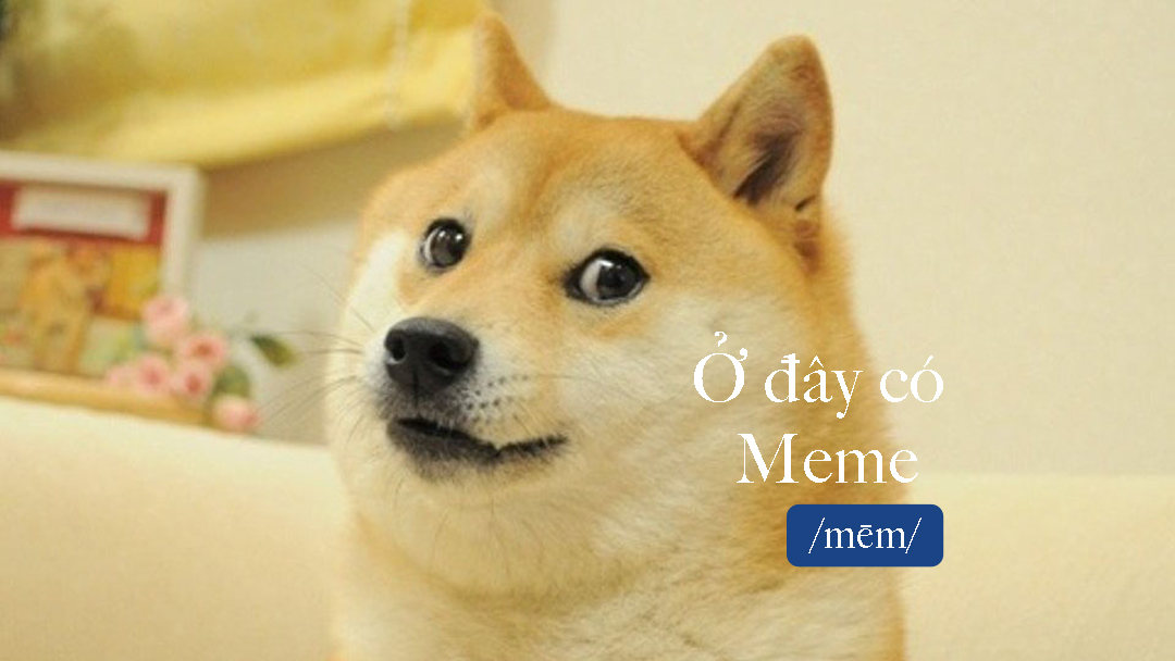 Meme Cheems - Hình Tượng Chú Chó Shiba Được Cả Thế Giới Săn Lùng