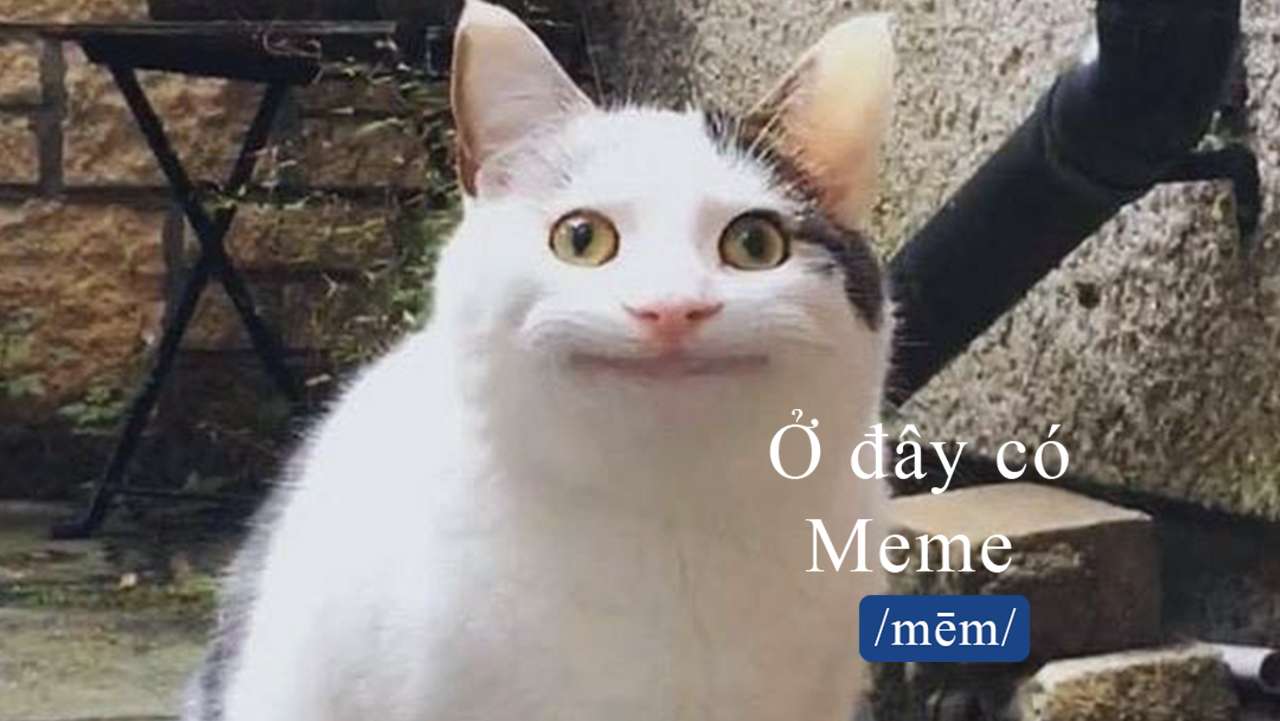 Polite Cat Meme - Chú Mèo Lịch Sự Nhất MXH