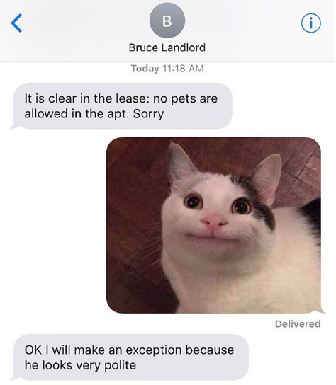 Polite Cat Meme funny