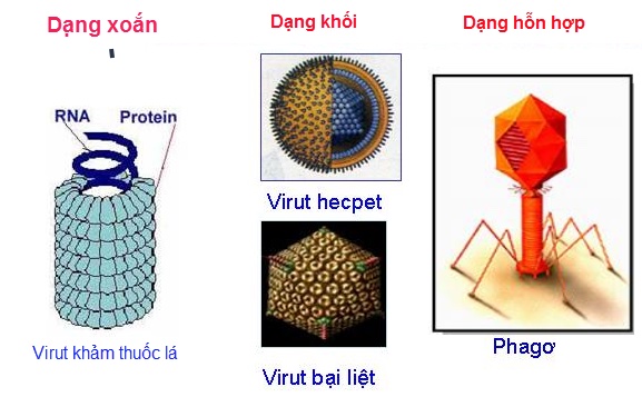 phân loại virus